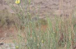 Image of Desert Broom