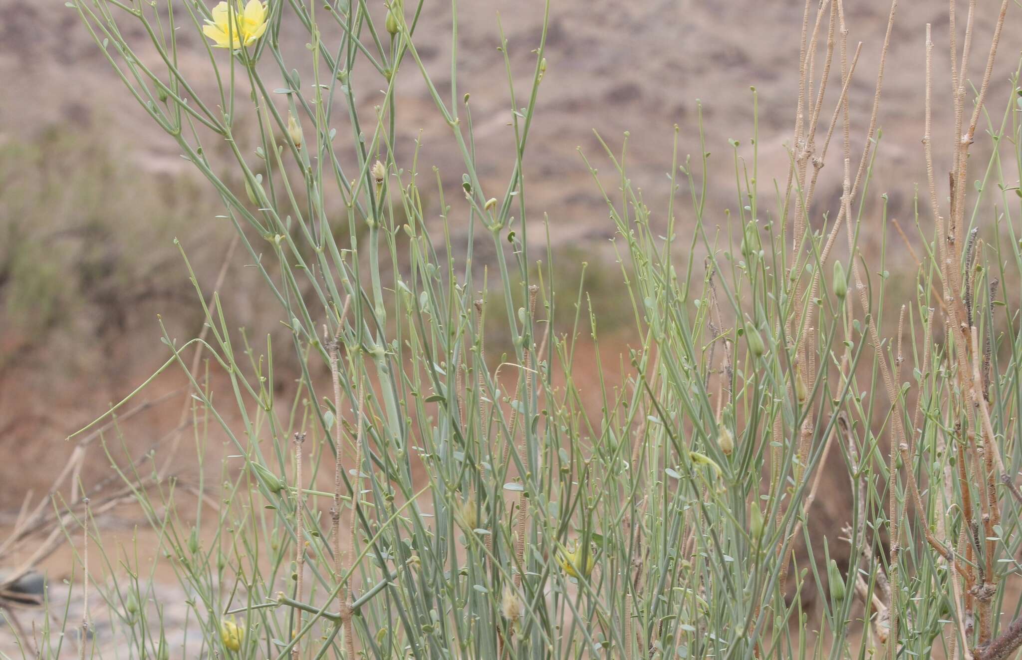 Image of Desert Broom