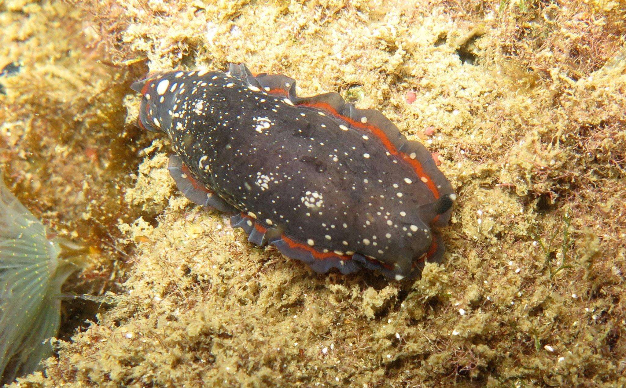 Image of Dendrodoris nigra (Stimpson 1855)