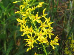 Image of yellow loosestrife