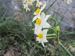 Image of cream narcissus