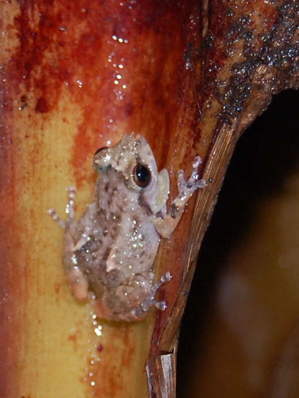 Image of Caretta Robber Frog