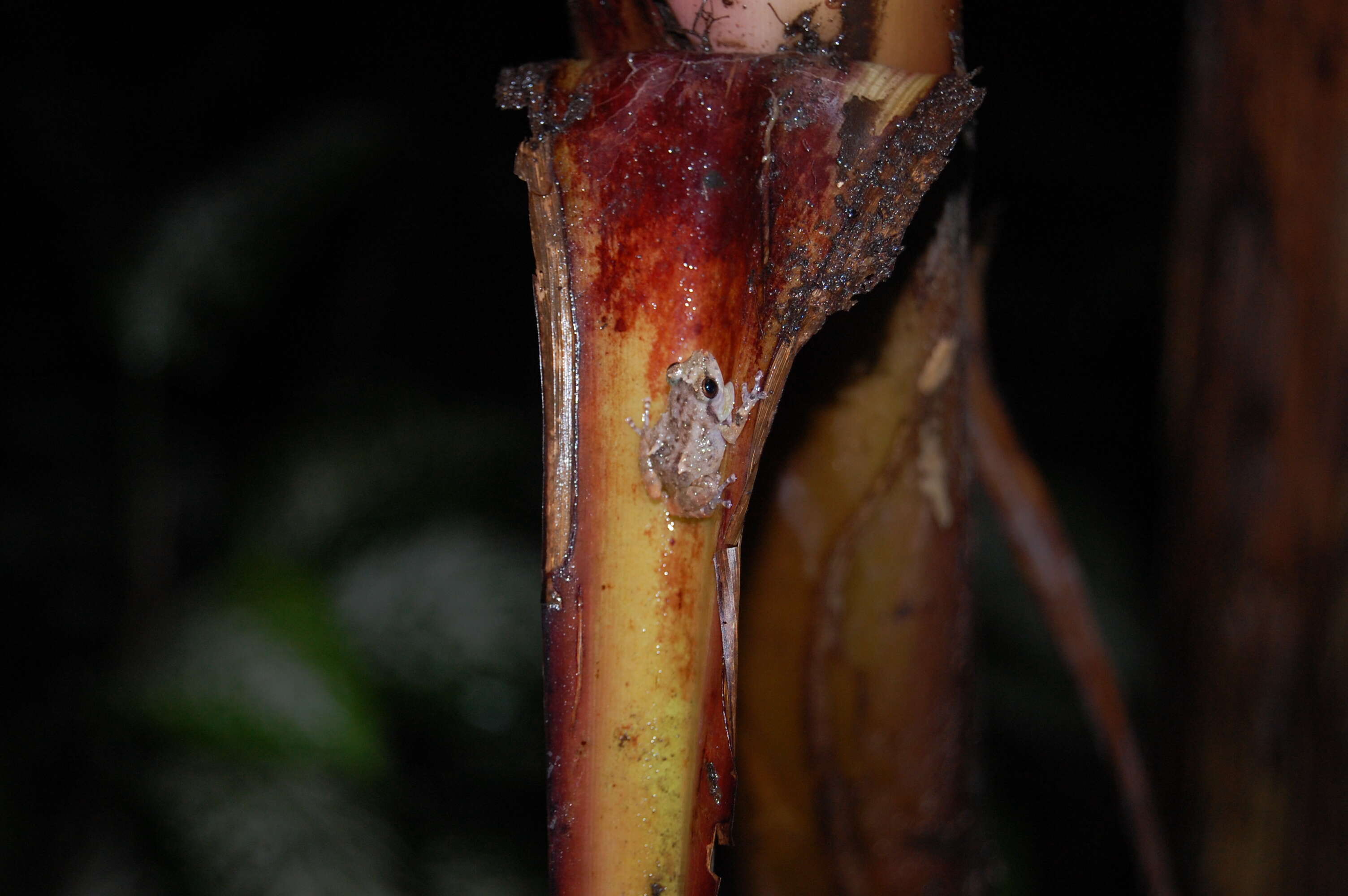 Image of Caretta Robber Frog