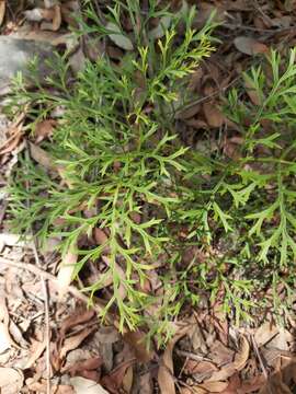 Image of Lomatia silaifolia (Sm.) R. Br.