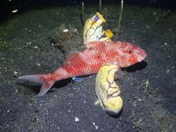 Image of Cinnabar goatfish