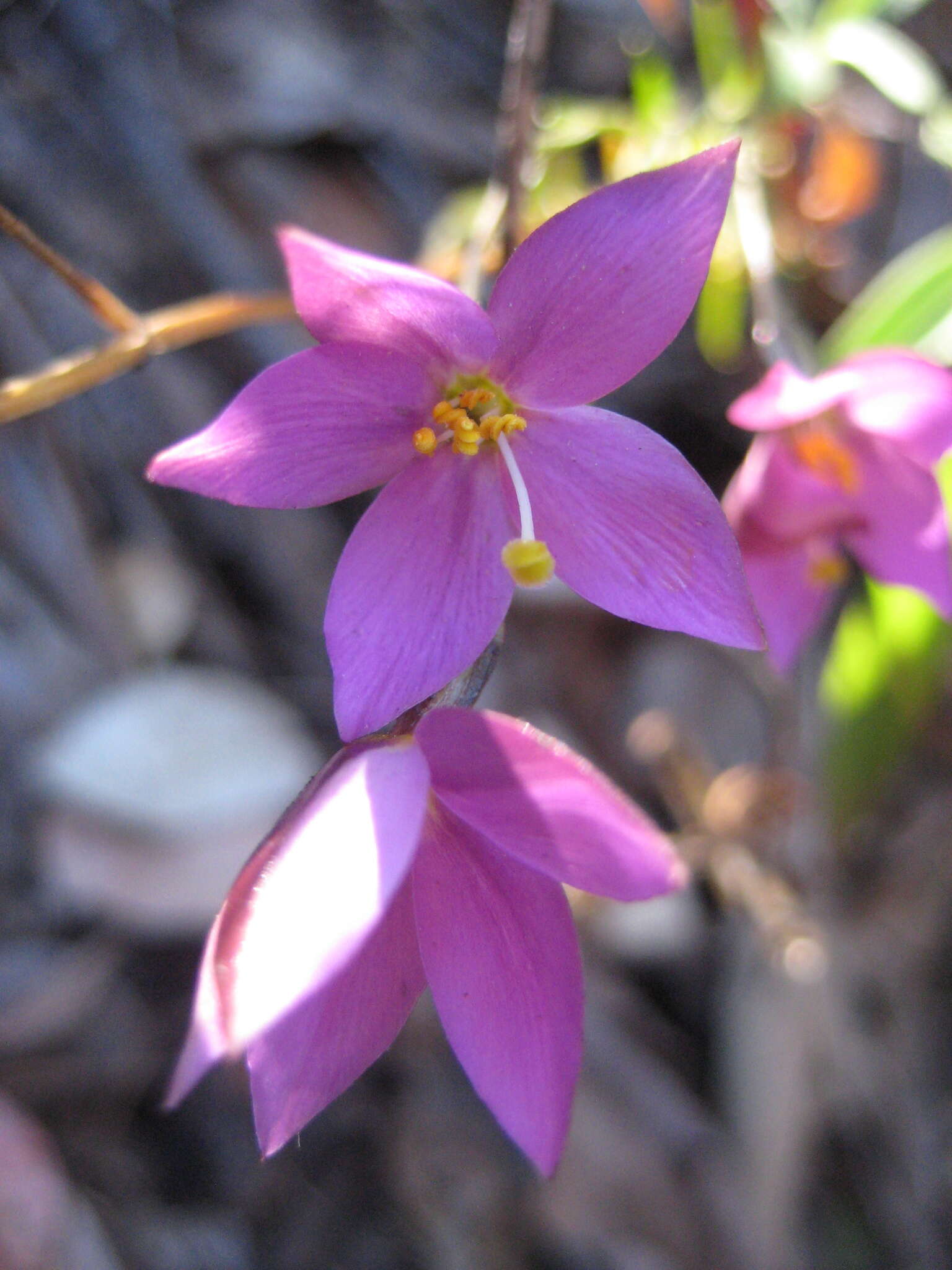 Image of Gyrandra tenuifolia (M. Martens & Galeotti) G. Mansion