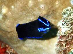 Image of Blue-striped dottyback