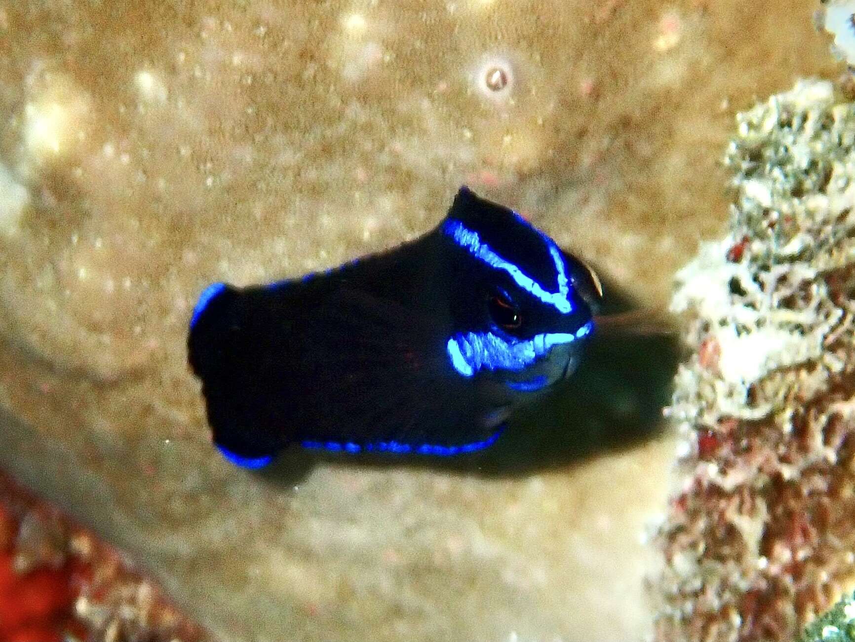 Image of Blue-striped dottyback