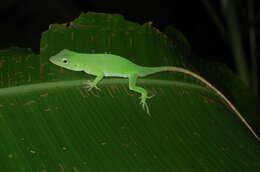 Imagem de Anolis biporcatus (Wiegmann 1834)