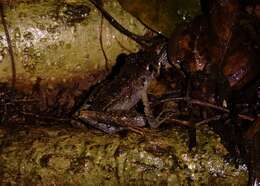 Image of Steindachner's Robber Frog; ra-da-mata