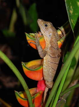 Image of Common Basilisk