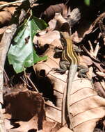 Image of Four-lined Ameiva