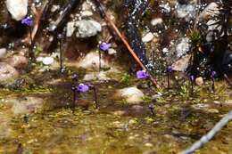 Image of Utricularia dichotoma subsp. monanthos