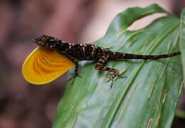 Image of Many-scaled Anole