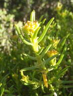 Image of Pteronia paniculata Thunb.