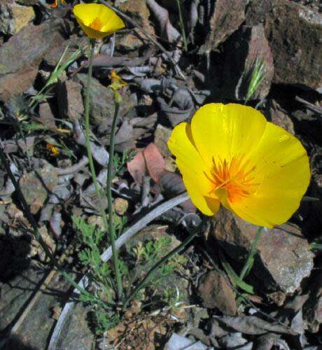 Image of tufted poppy