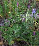 Image of western vervain