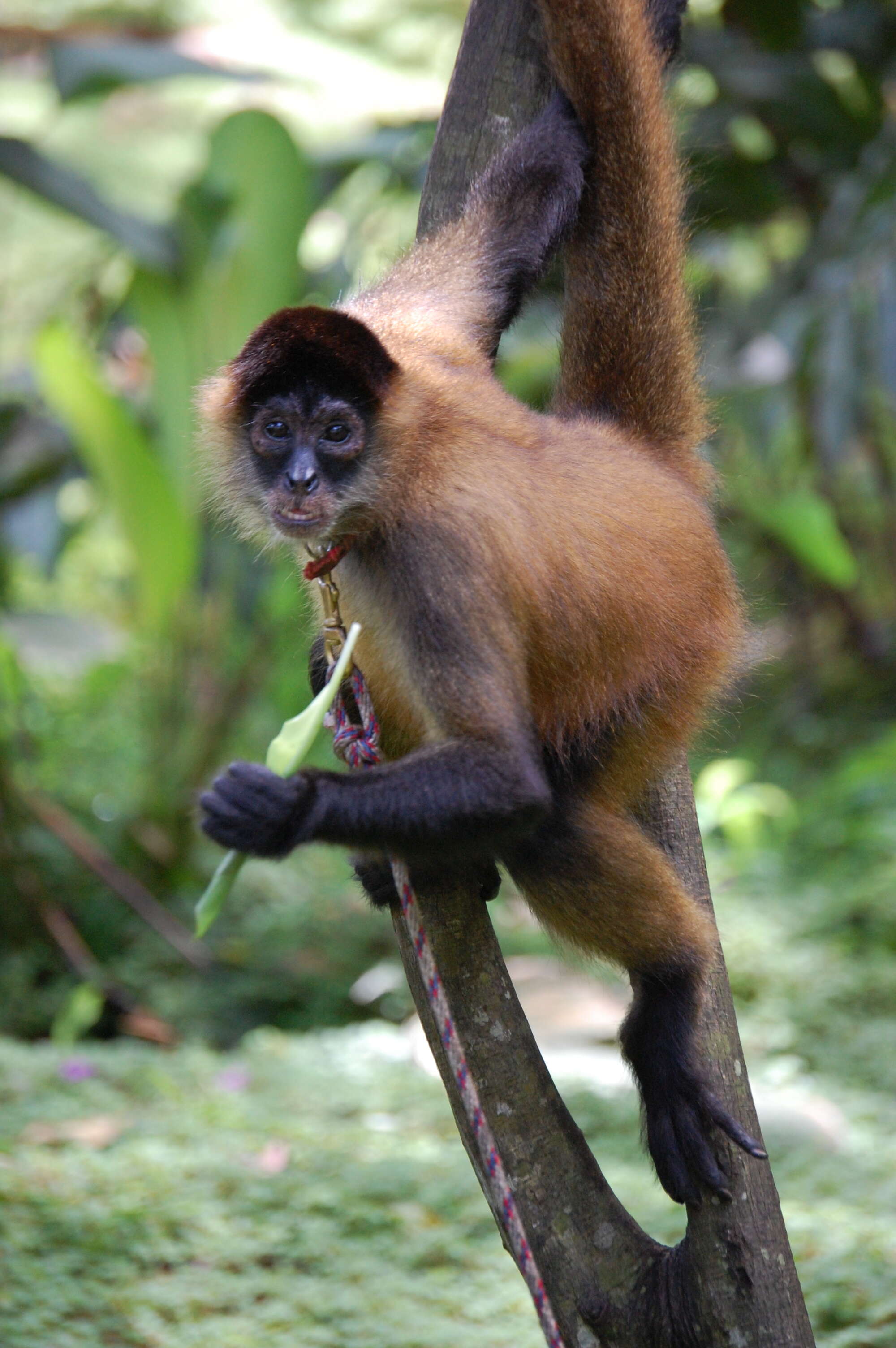 Image of Black-handed Spider Monkey