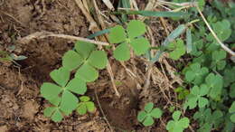 Image of waterclover