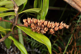 Image of Veronica ligustrifolia A. Cunn.