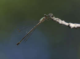 Image of Chalcolestes Kennedy 1920