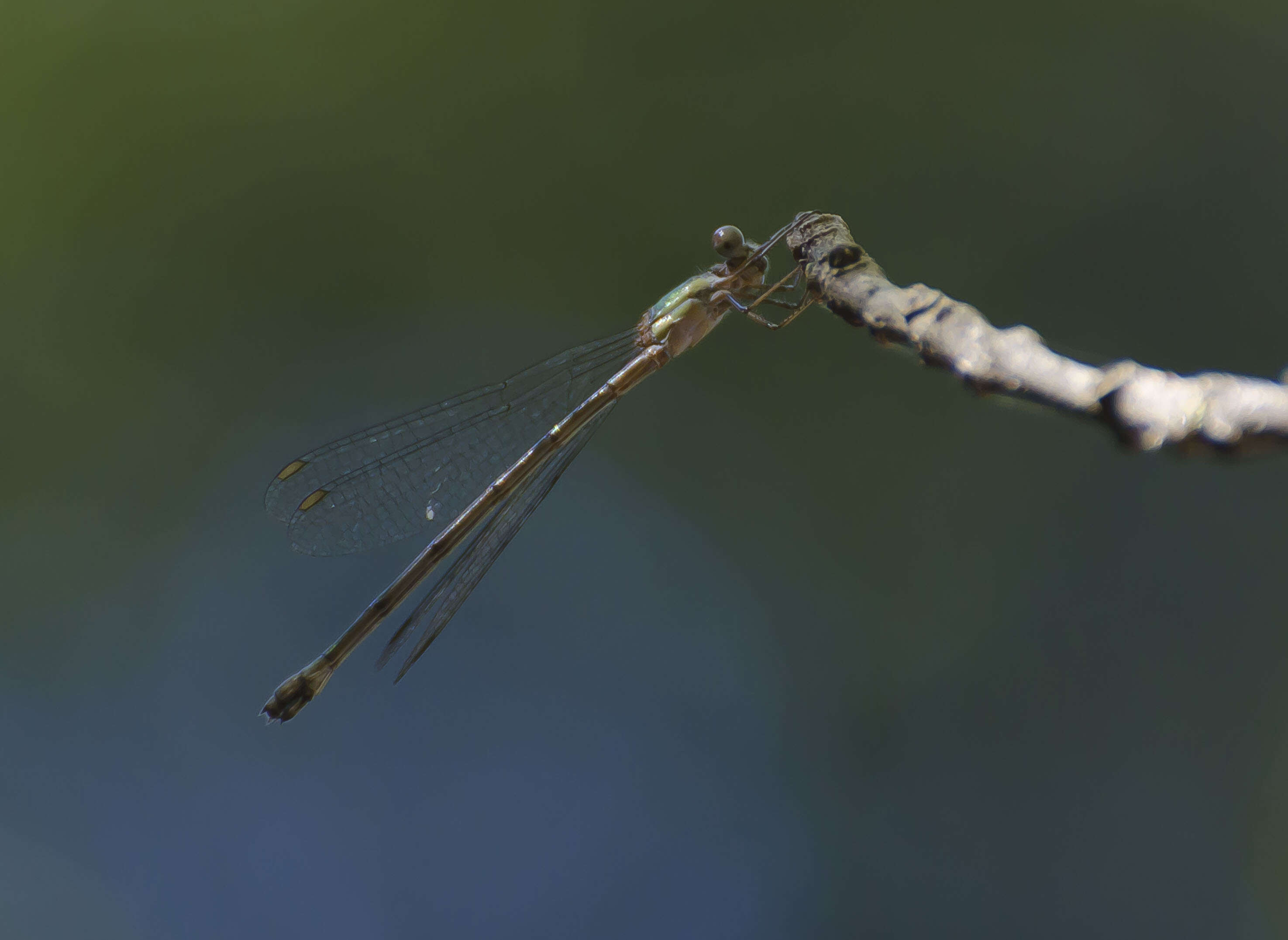 Image of Chalcolestes Kennedy 1920