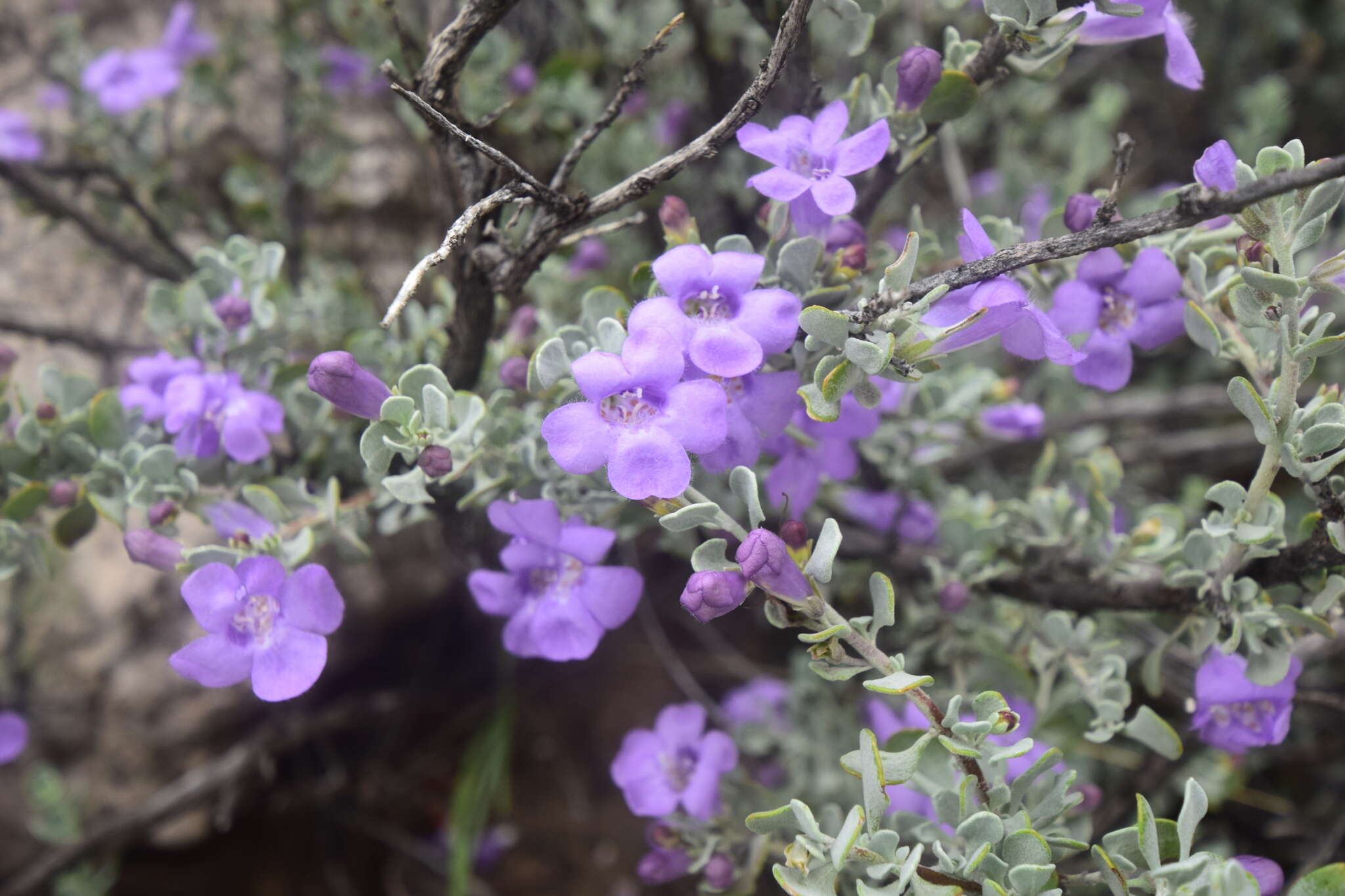 Image of Big Bend barometerbush