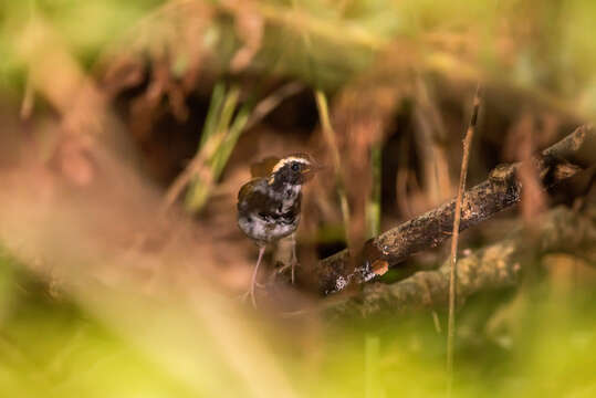 Image of White-bibbed Antbird