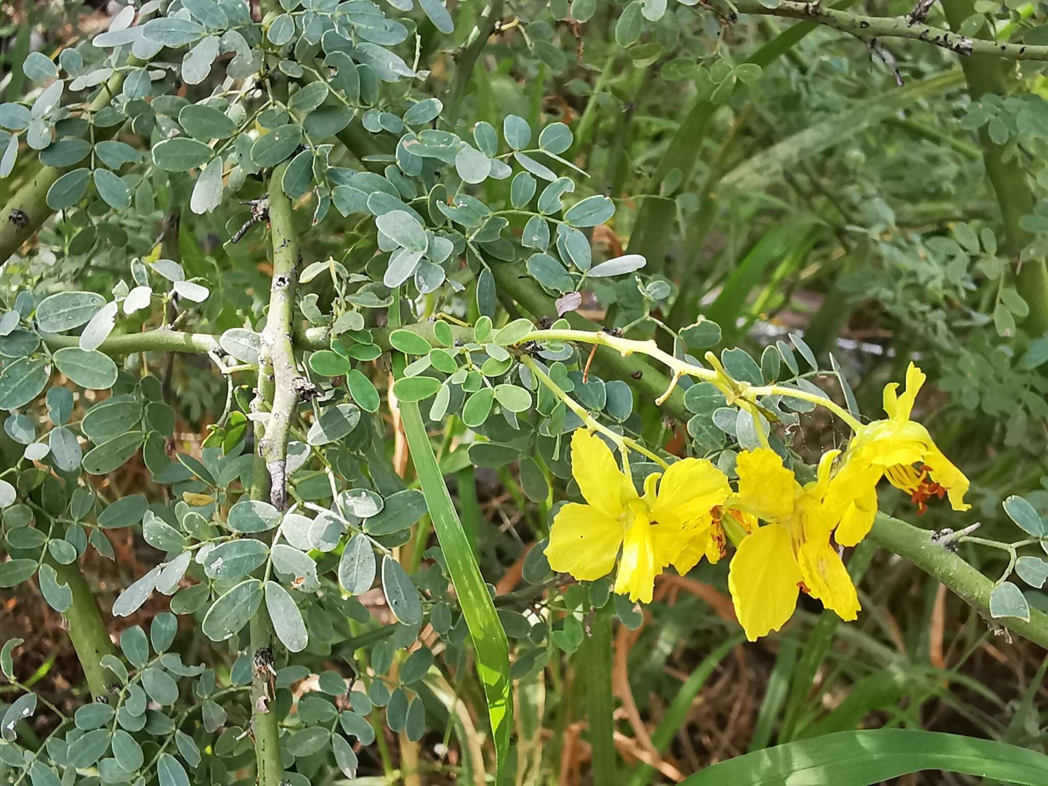 Image of Texas paloverde