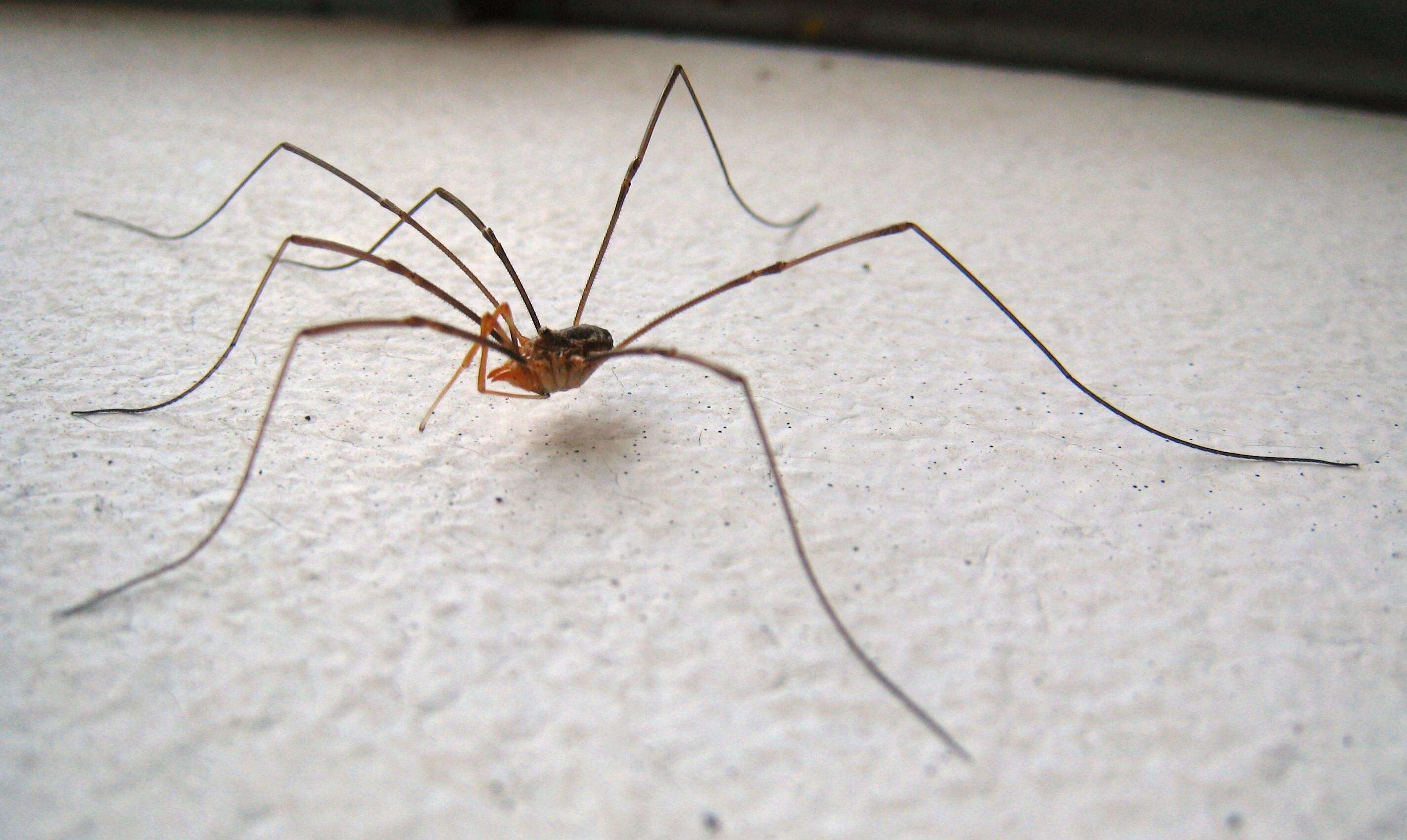 Image of Daddy longleg