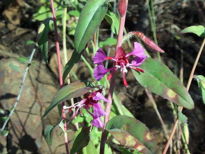 Image of elegant clarkia