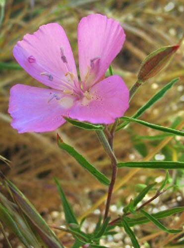 Слика од Clarkia bottae (Spach) H. & M. Lewis