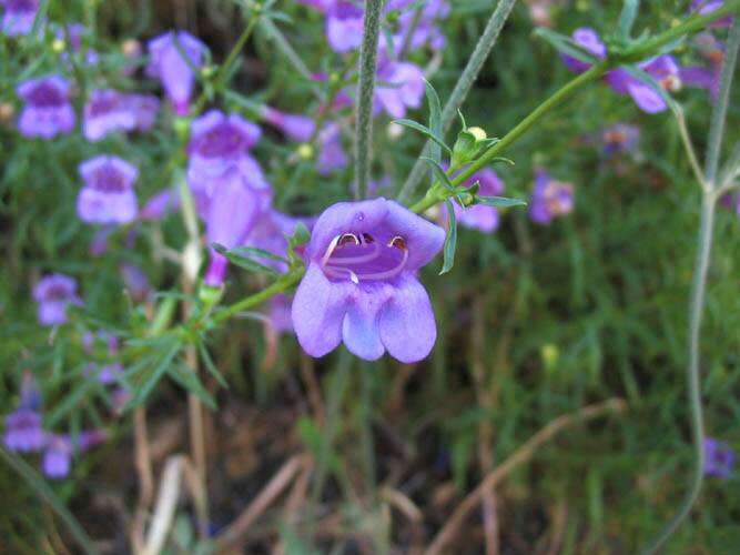 Image of bunchleaf penstemon