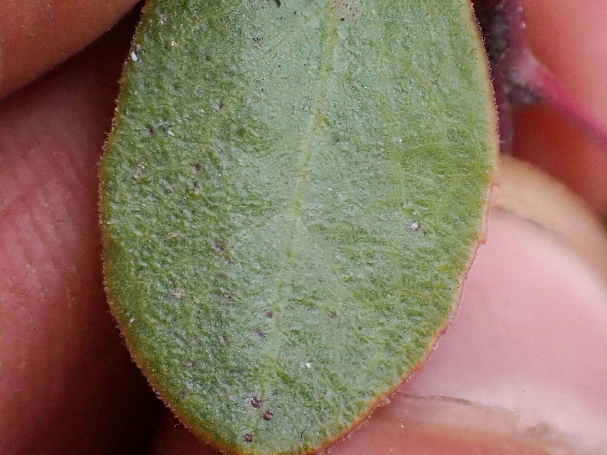 Image of Hooker's manzanita