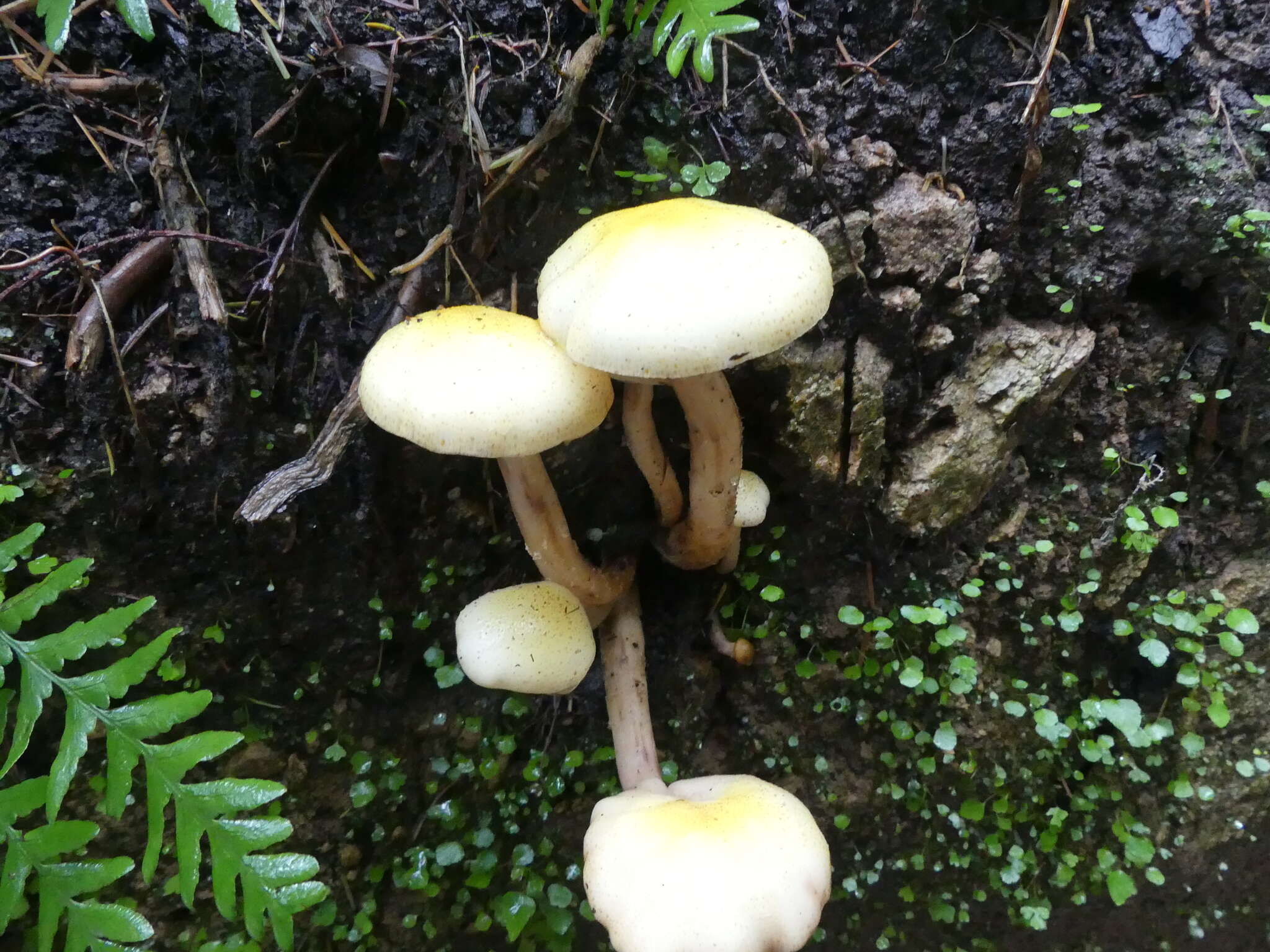 Image of Armillaria limonea (G. Stev.) Boesew. 1977