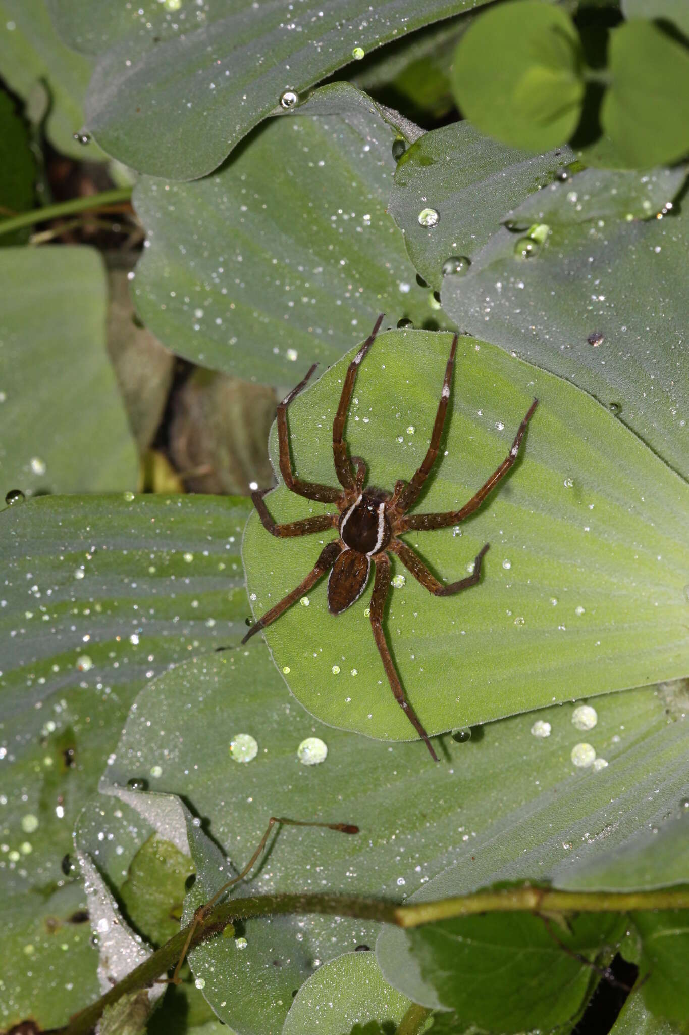 صورة Dolomedes raptor Bösenberg & Strand 1906