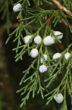 Sivun Juniperus semiglobosa Regel kuva