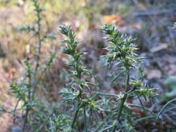 Image of Prickly Russian-Thistle