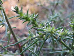 Image of Prickly Russian-Thistle