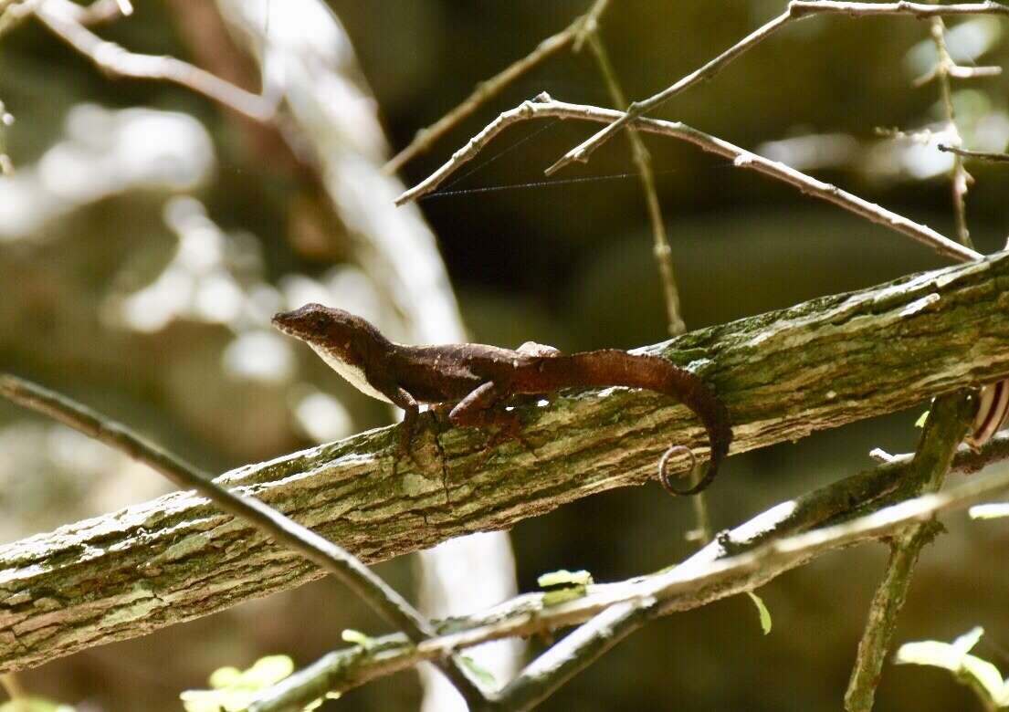 Image of Sagua de Tanamo  Anole