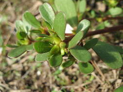 Image of common purslane