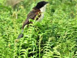 Image of Blue-headed Coucal