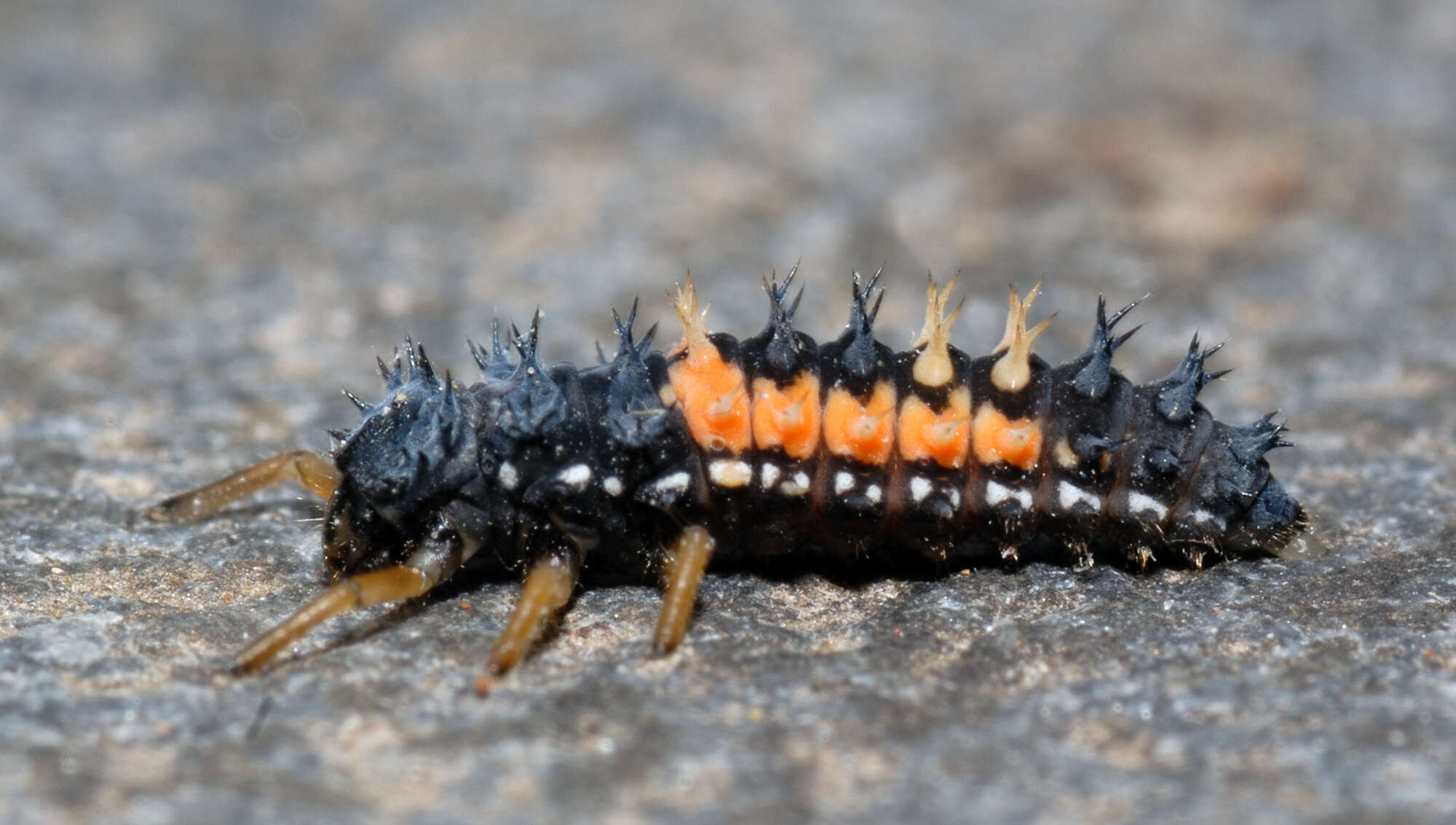 Image of Harmonia axyridis (Pallas 1773)