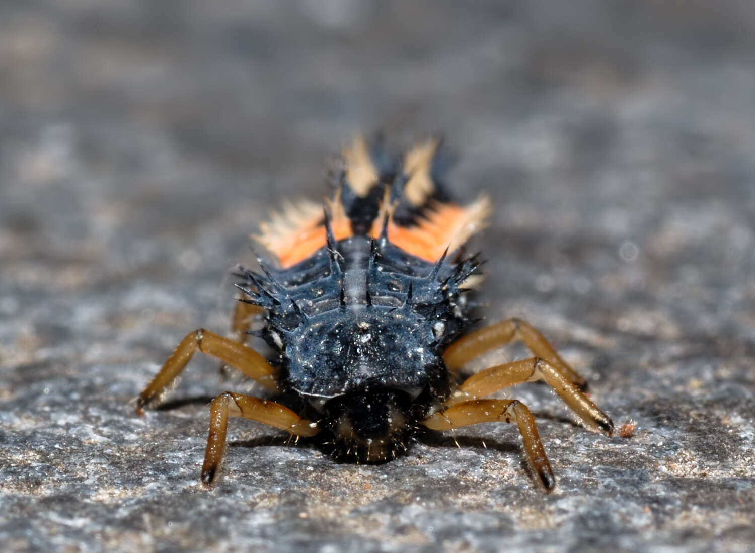 Image of Harlequin Ladybird