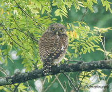 Image of Asian Barred Owlet