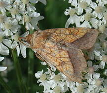 Image of bordered sallow