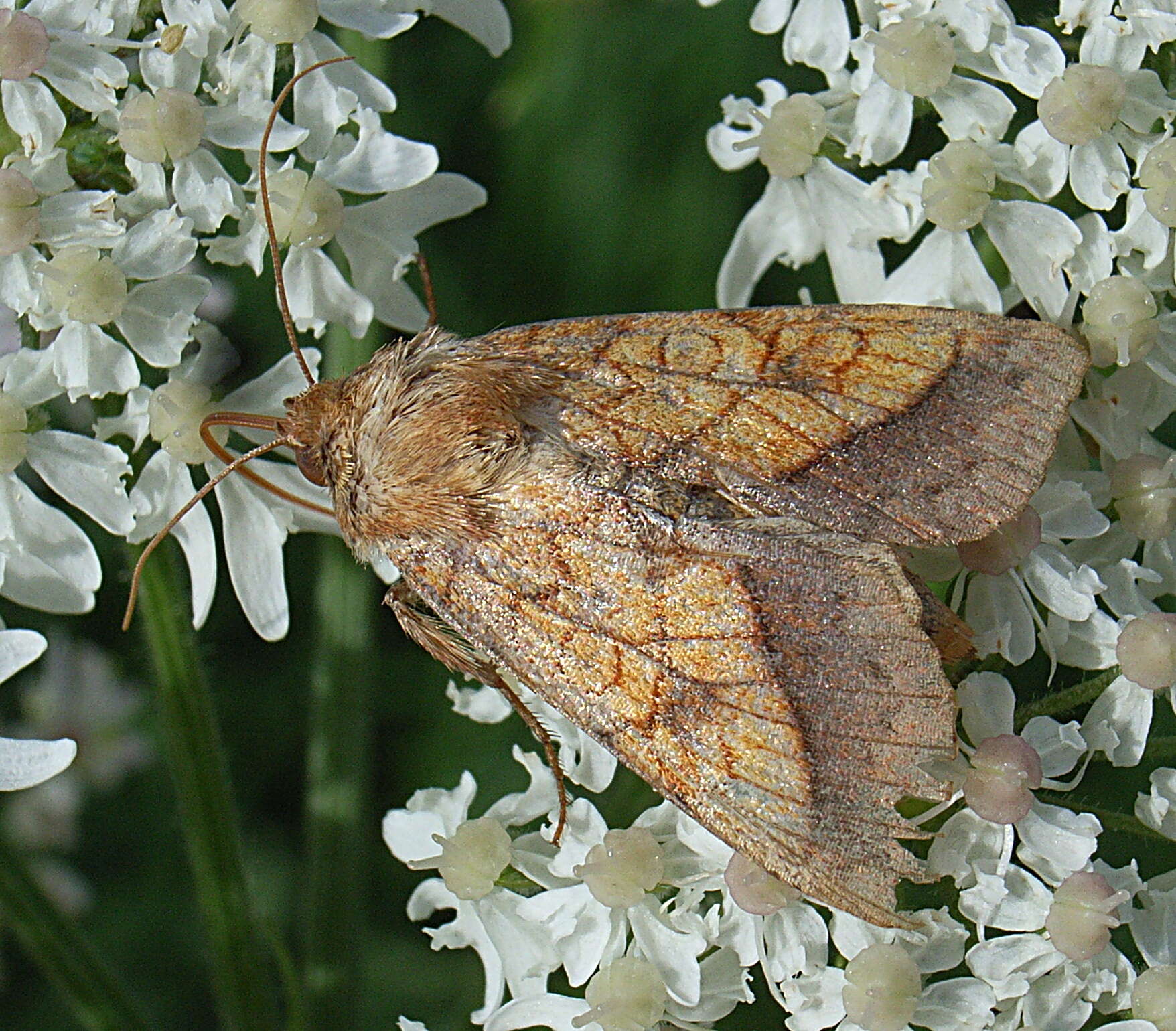 Image of bordered sallow