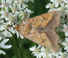 Image of bordered sallow