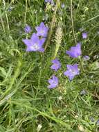 Image of Campanula intercedens Witasek