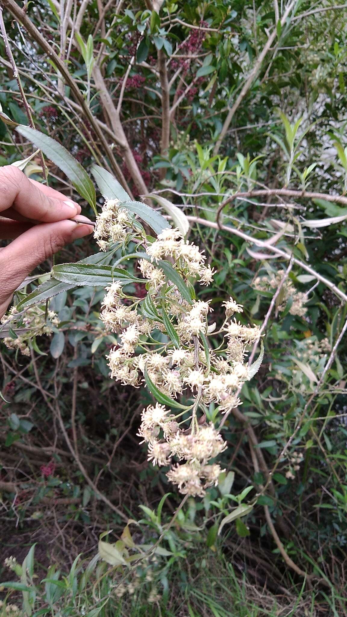 Image of Baccharis oxyodonta DC.